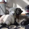 Sheep ➜