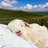 Sheep ➜