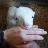Sheep ➜