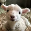 Sheep ➜