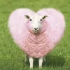 Sheep ➜