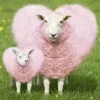 Sheep ➜