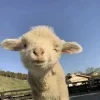 Sheep ➜