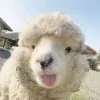 Sheep ➜