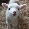Sheep ➜