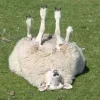 Sheep ➜