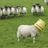 Sheep ➜