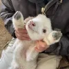 Sheep ➜