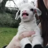 Sheep ➜