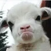 Sheep ➜