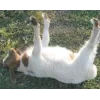 Sheep ➜