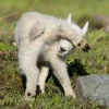 Sheep ➜