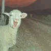 Sheep ➜