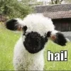 Sheep ➜