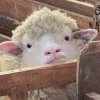 Sheep ➜
