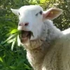 Sheep ➜
