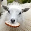 Sheep ➜