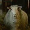 Sheep ➜