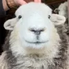 Sheep ➜