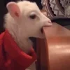 Sheep ➜