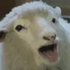 Sheep ➜