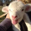 Sheep ➜