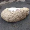 Sheep ➜