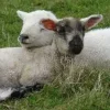 Sheep ➜
