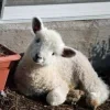 Sheep ➜
