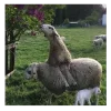 Sheep ➜