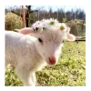 Sheep ➜
