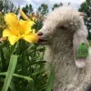 Sheep ➜