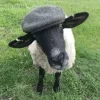 Sheep ➜