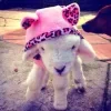 Sheep ➜