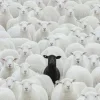 Sheep ➜