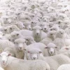 Sheep ➜