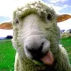 Sheep ➜