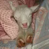 Sheep ➜