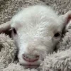 Sheep ➜