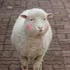 Sheep ➜