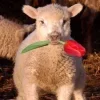 Sheep ➜