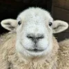 Sheep ➜