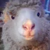 Sheep ➜