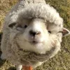Sheep ➜