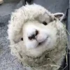 Sheep ➜