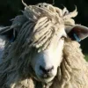Sheep ➜
