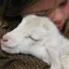 Sheep ➜