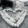 Sheep ➜
