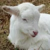 Sheep ➜