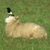 Sheep ➜